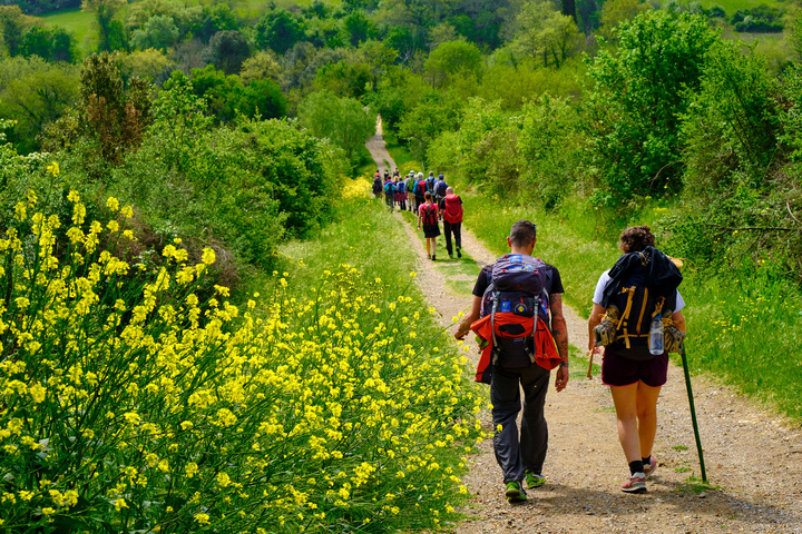 Pilgrims walking on the path to San Gimignano trough woods and yellow bushes. Solo Backpacker Trekking on the Via Francigena from Lucca to Siena. Walking between nature, history, churches, ancient villages.