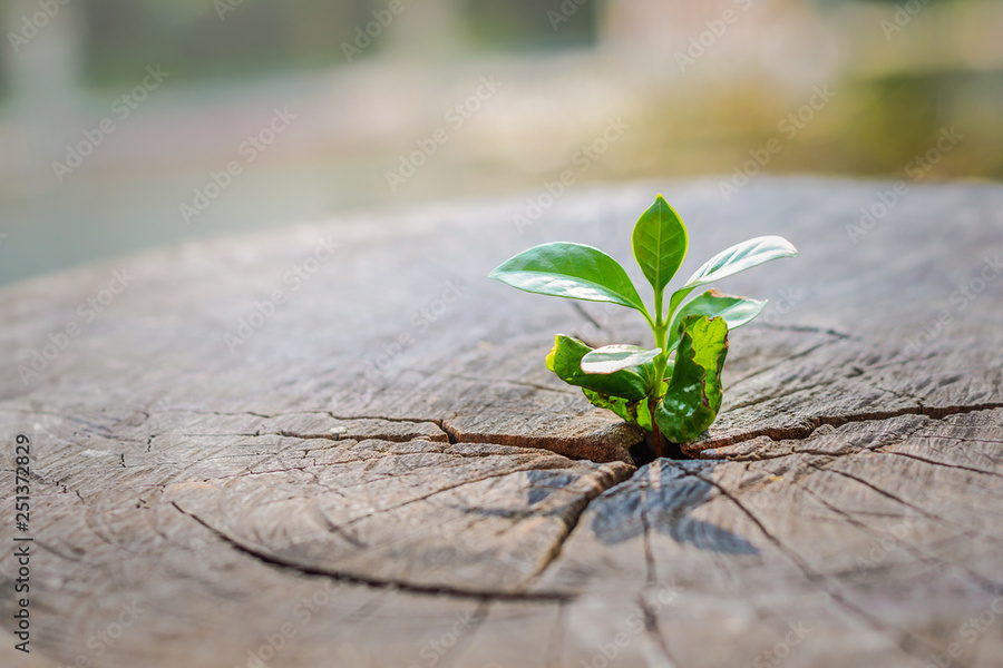 jes2uphoto - stock.adobe.com