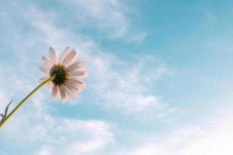 pexels-aaron-burden-2449543