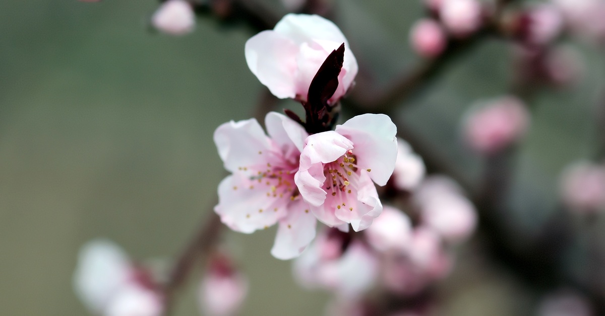 Kirschblüten im Frühling, rosablühend, Detailaufnahme